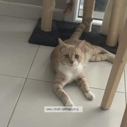 Photo 1/1 Found cat Found in Montpellier