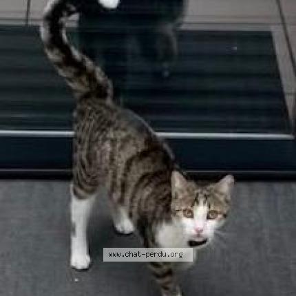 Photo 1/1 chaussette Chat lost in Lille