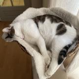 Picture of cat lost at Versailles