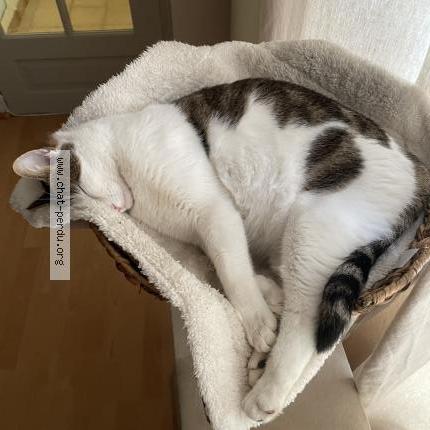 Photo 1/5 Romeo Chat lost in Versailles