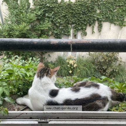 Photo 2/5 Romeo Chat lost in Versailles