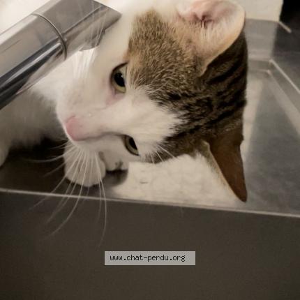 Photo 3/5 Romeo Chat lost in Versailles