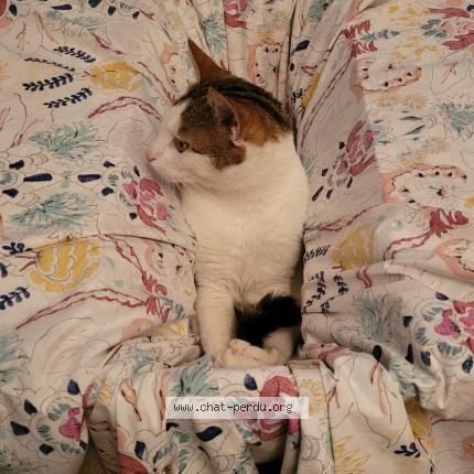 Photo 4/5 Romeo Chat lost in Versailles