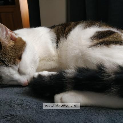 Photo 5/5 Romeo Chat lost in Versailles