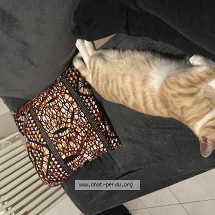 Photo 1/1 Vermillion Chat lost in Laval