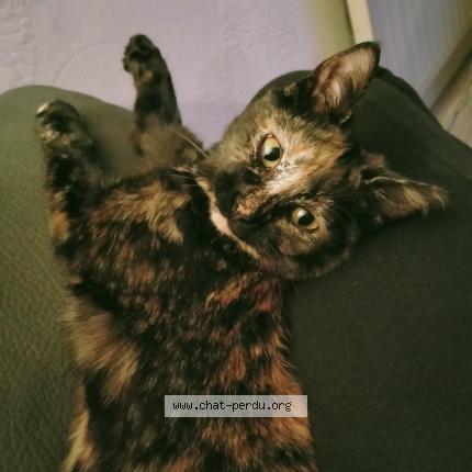 Photo 1/1 Mountain Chat lost in Reims