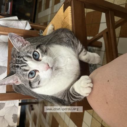 Photo 1/1 Nuts Chat lost in Lugon et l ile du carnay