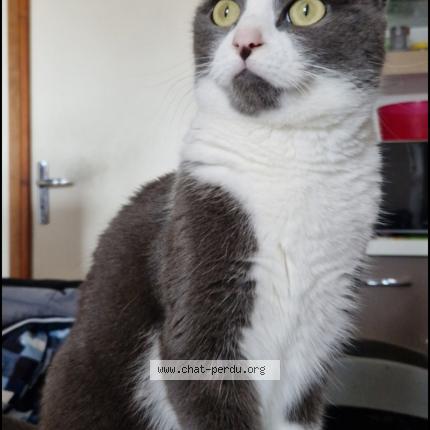 Photo 1/1 Nalla Chat lost in Barmainville neuville saint deni