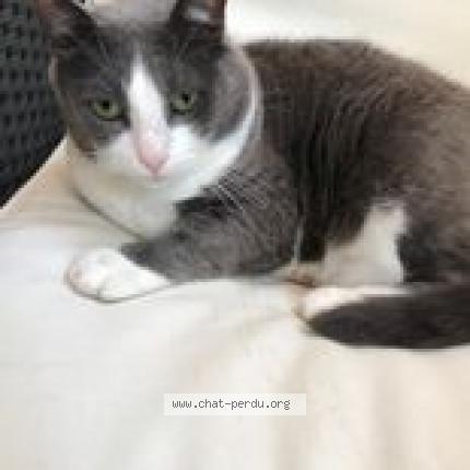 Photo 1/2 Choupette Chat lost in Toulouse