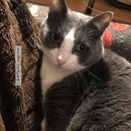 Photo 2/2 Choupette Chat lost in Toulouse