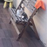 Picture of cat found at Hem