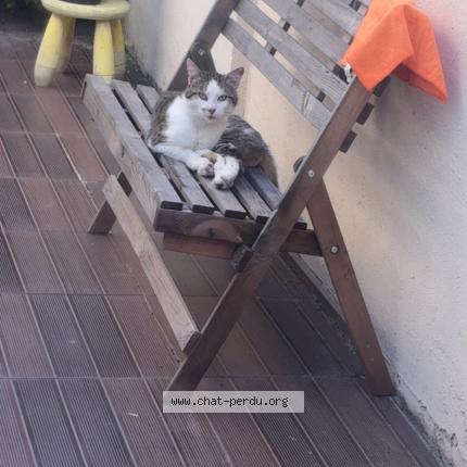 Photo 1/1 Found cat Found in Hem