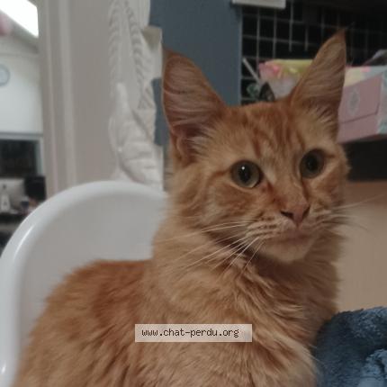 Photo 1/1 Bibi Chamallow Chat lost in Lille