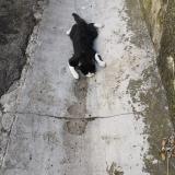 Picture of cat found at Lezignan Corbieres