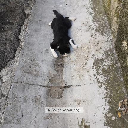 Photo 1/1 Found cat Found in Lezignan corbieres