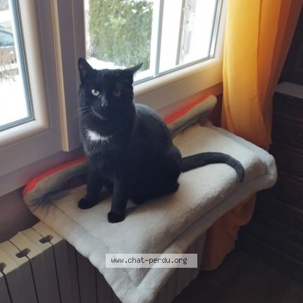 Photo 1/1 Oscar Chat lost in Le russey