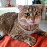 Picture of cat lost at Roanne