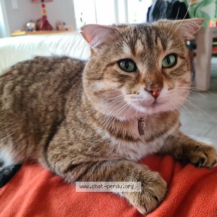 Photo 1/1 LOUKY Chat lost in Roanne