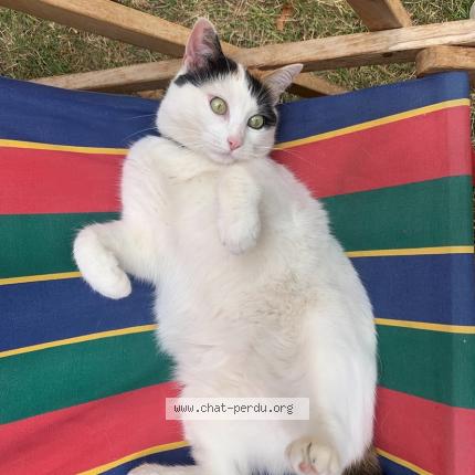 Photo 1/1 Therese Chat lost in La flotte en re