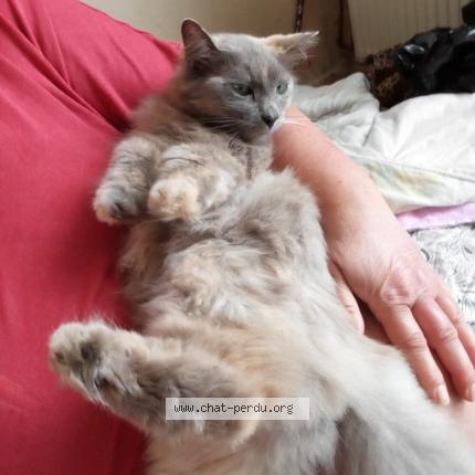 Photo 1/1 Kelly Chat lost in Beauvais