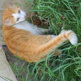 Picture of cat found at Champagne Sur Seine