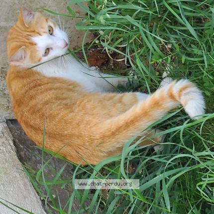 Photo 1/1 Found cat Found in Champagne sur seine