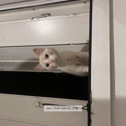 Photo 1/1 Cat reunited Found in Lyon