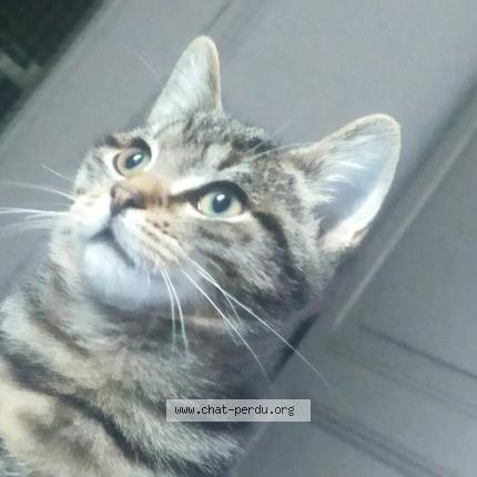 Foto van vermiste kat in Seraing