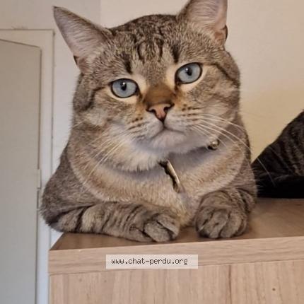 Photo 1/1 Vava Chat lost in Hellemmes