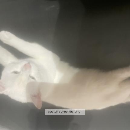 Photo 1/1 Karma Chat lost in Lille