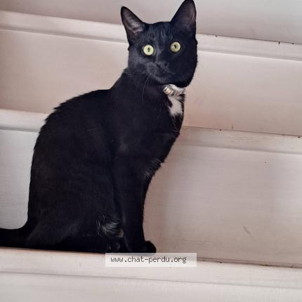 Photo 1/1 Chanel Chat lost in Saint didier des bois