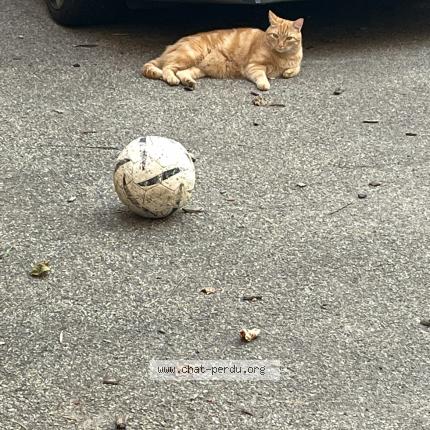 Photo 1/1 Léon Chat lost in Lyon