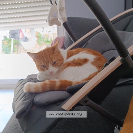 Photo 1/1 Rougail Chat lost in Juvignac