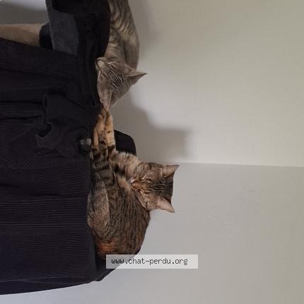 Photo 1/1 Violette Chat lost in Alquines