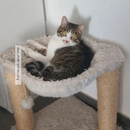 Photo 1/1 Milou Chat lost in Agudelle