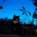 Albus