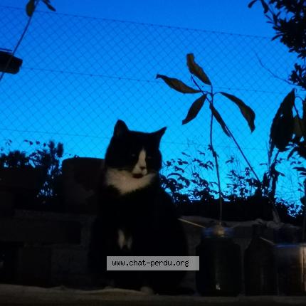 Foto 1/1 Wiedergefundene Katze Verloren in Villeneuve