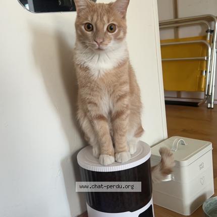 Photo 1/1 Saka Chat lost in Niort