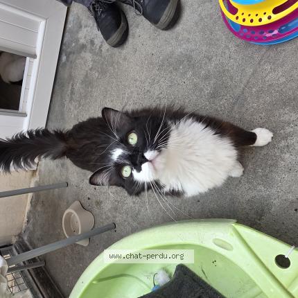 Photo 1/1 Fifillou Chat lost in Ascheres le marche