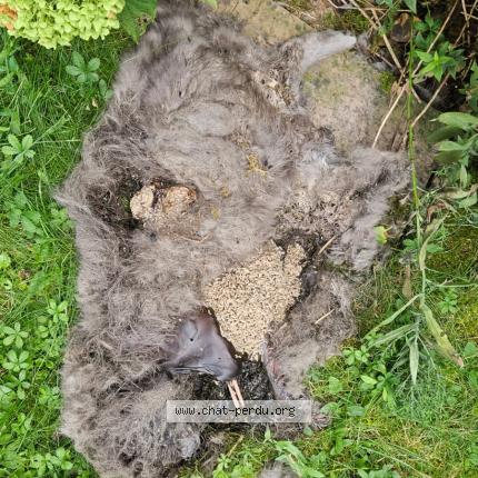 Photo 1/1 Found cat Found in Oberhausbergen