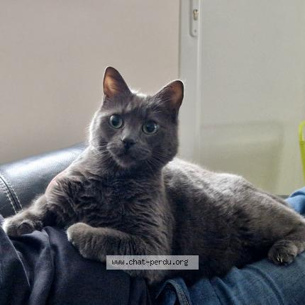 Photo 1/1 Milo Chat lost in La boissiere de montaigu