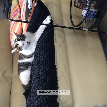 Photo 1/1 Sachat Chat lost in Chailloue