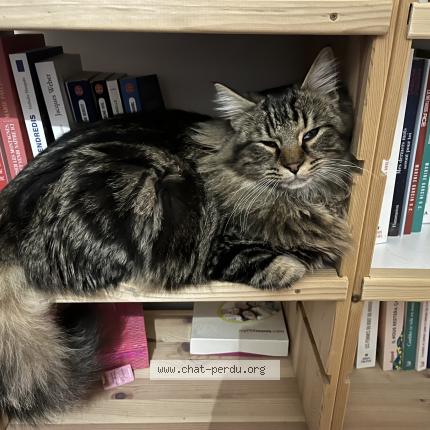 Photo 1/1 Brooky Chat lost in Cruet