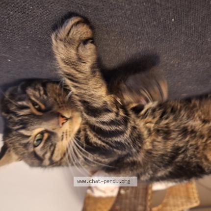 Foto van gevonden kat in Schaerbeek
