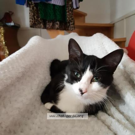 Photo 1/1 Upa Chat lost in Plouezec