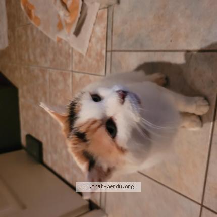 Photo 1/1 Found cat Found in Terce