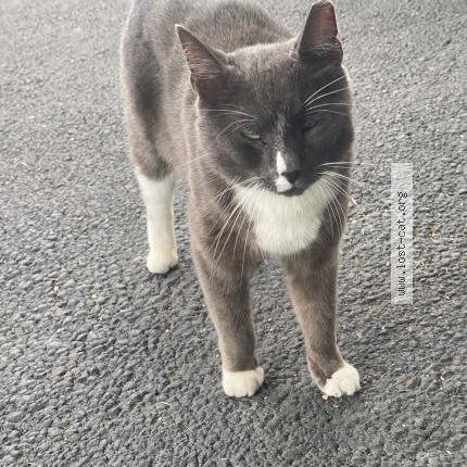 Photo 1/1 Found cat Found in Newburgh