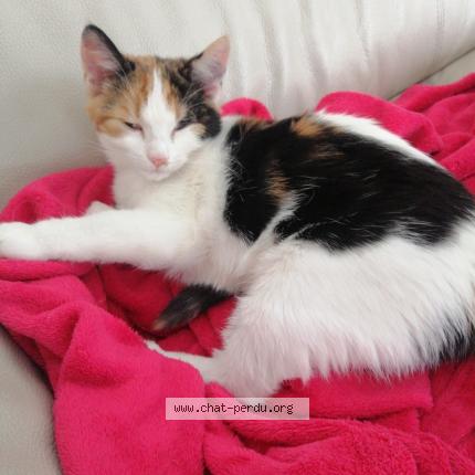 Foto van vermiste kat in Grimbergen