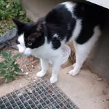 Picture of cat found at Rennes