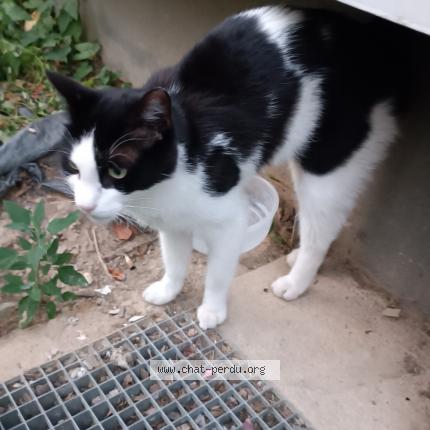 Photo 1/1 Found cat Found in Rennes